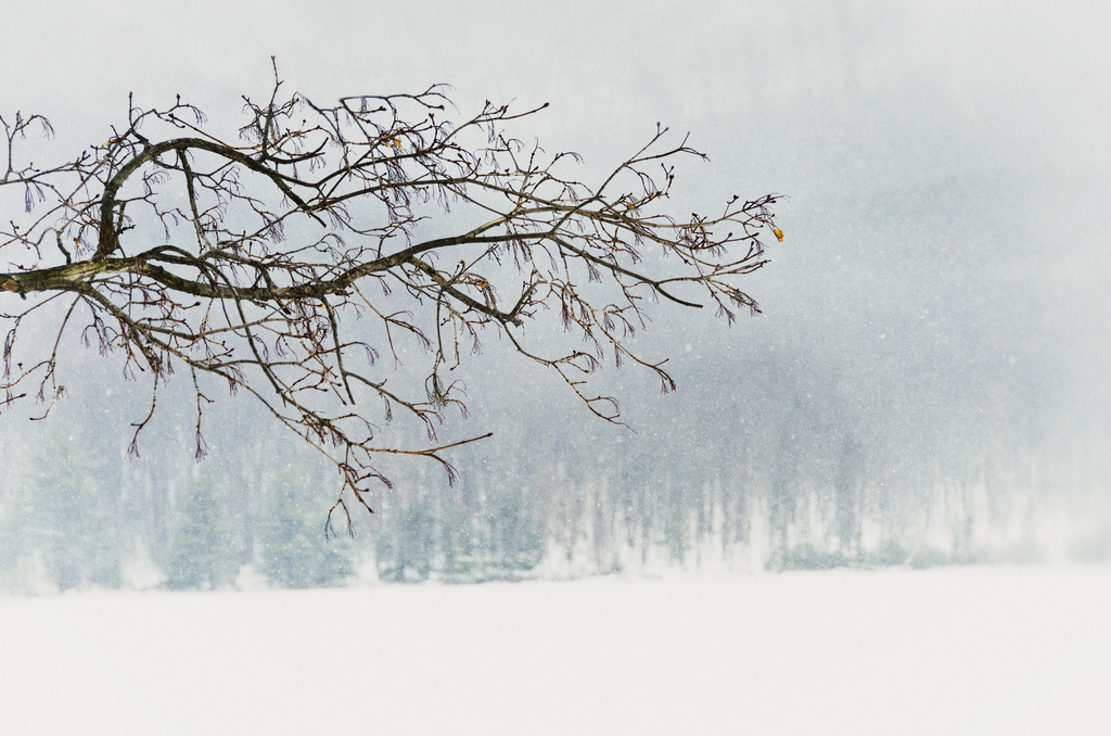 Winter Branch