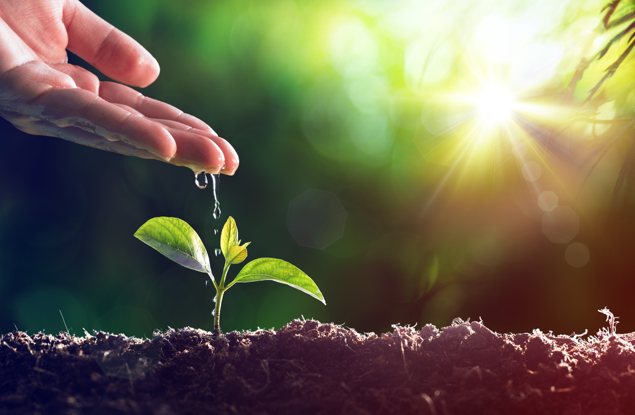 Watering young plant