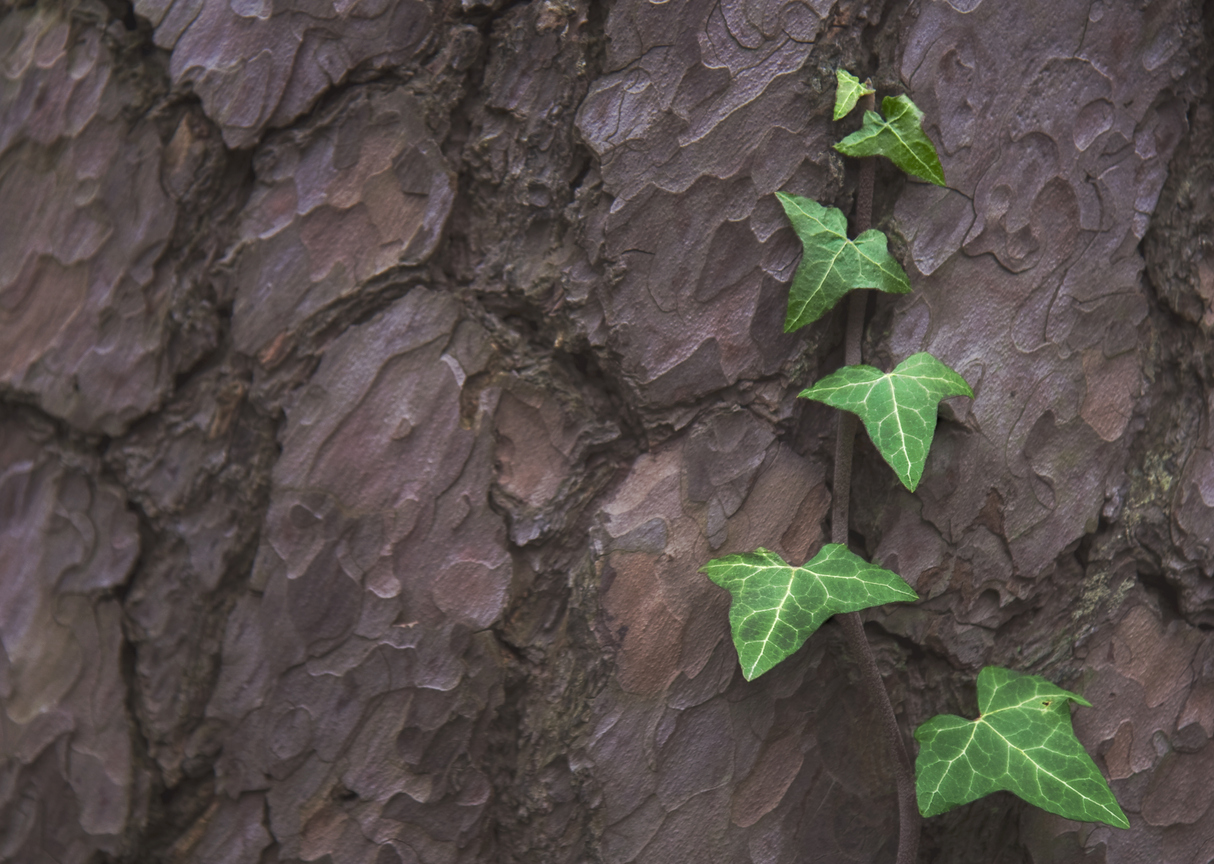 Climbing ivy