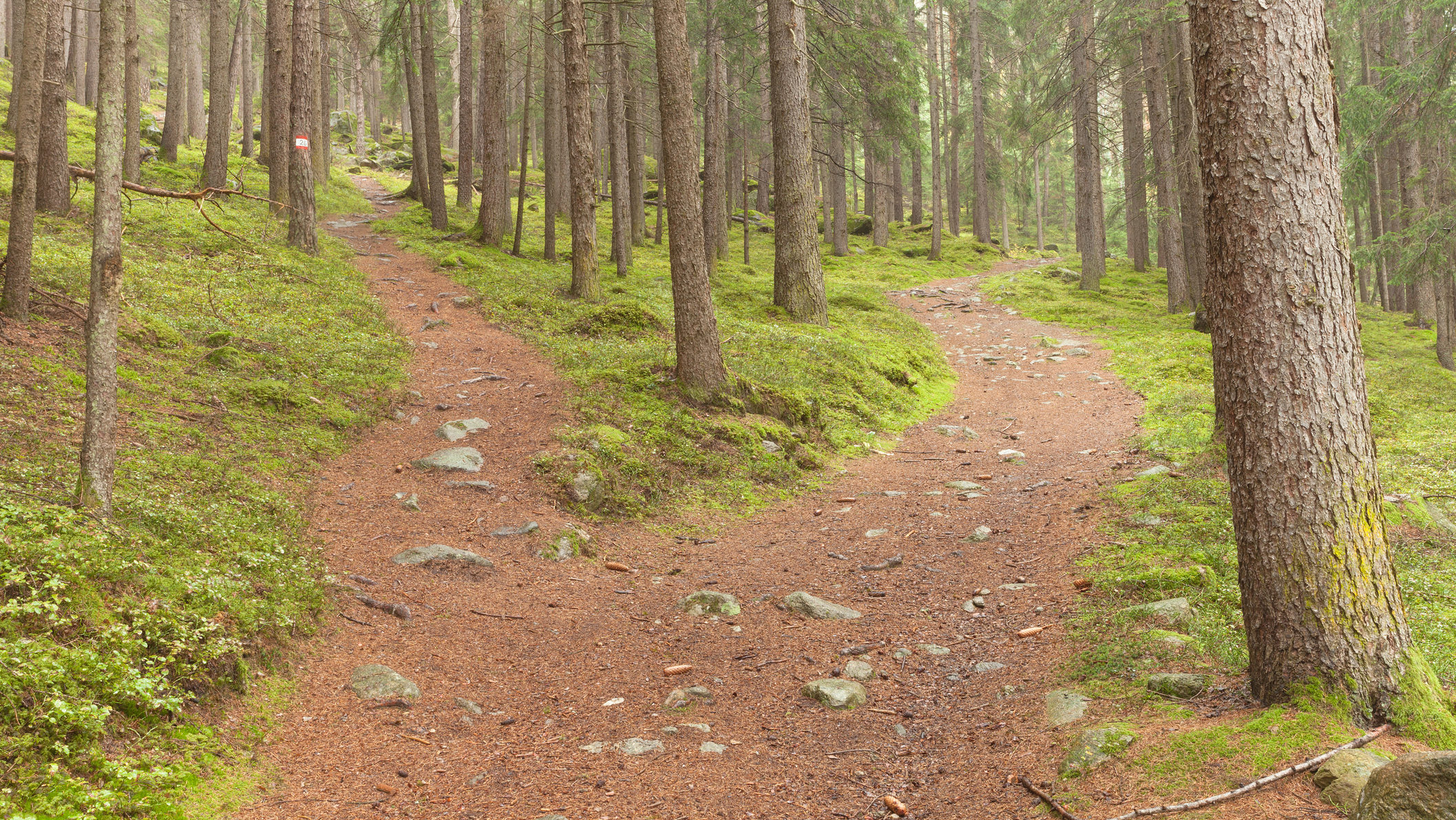 Single alpine path splits in two different directions