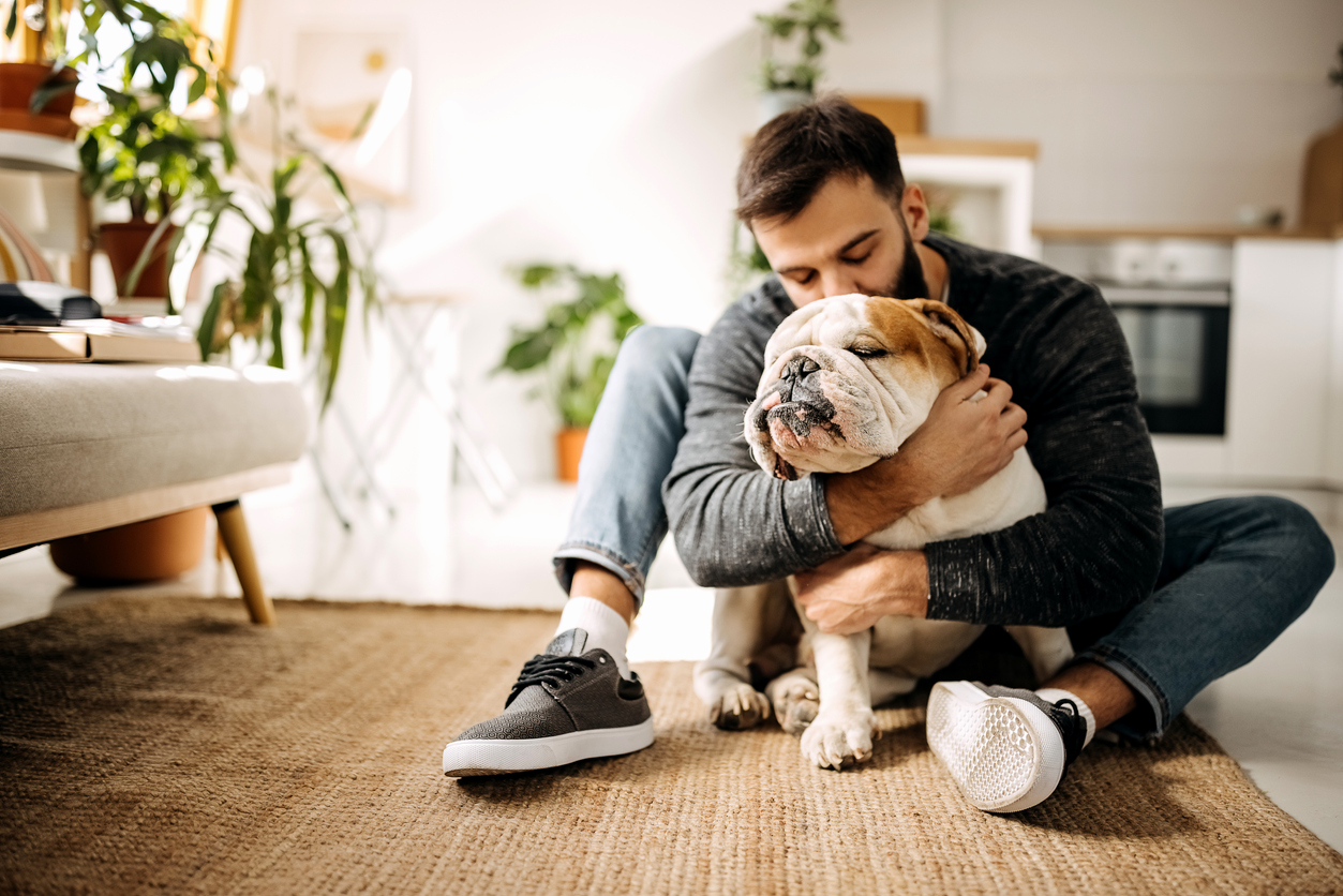 Young bearded man bonding with his english bulldog pets