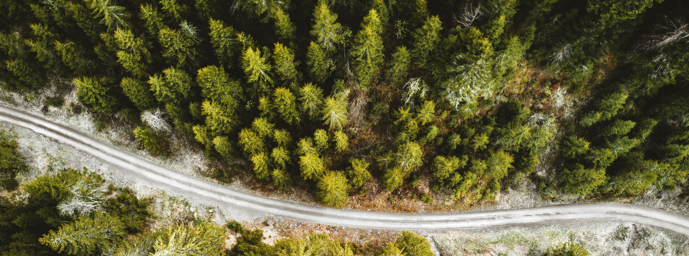 Pine trees from the air
