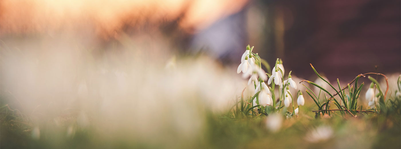 Snowdrop flowers in sunset