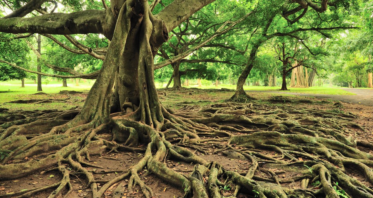 Majestic Tree in the Royal Botanical Gardens in Sri Lanka