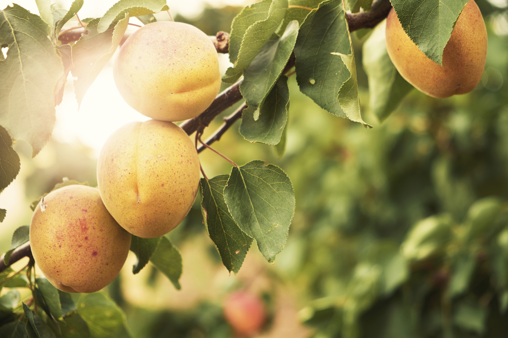 Branch with peaches