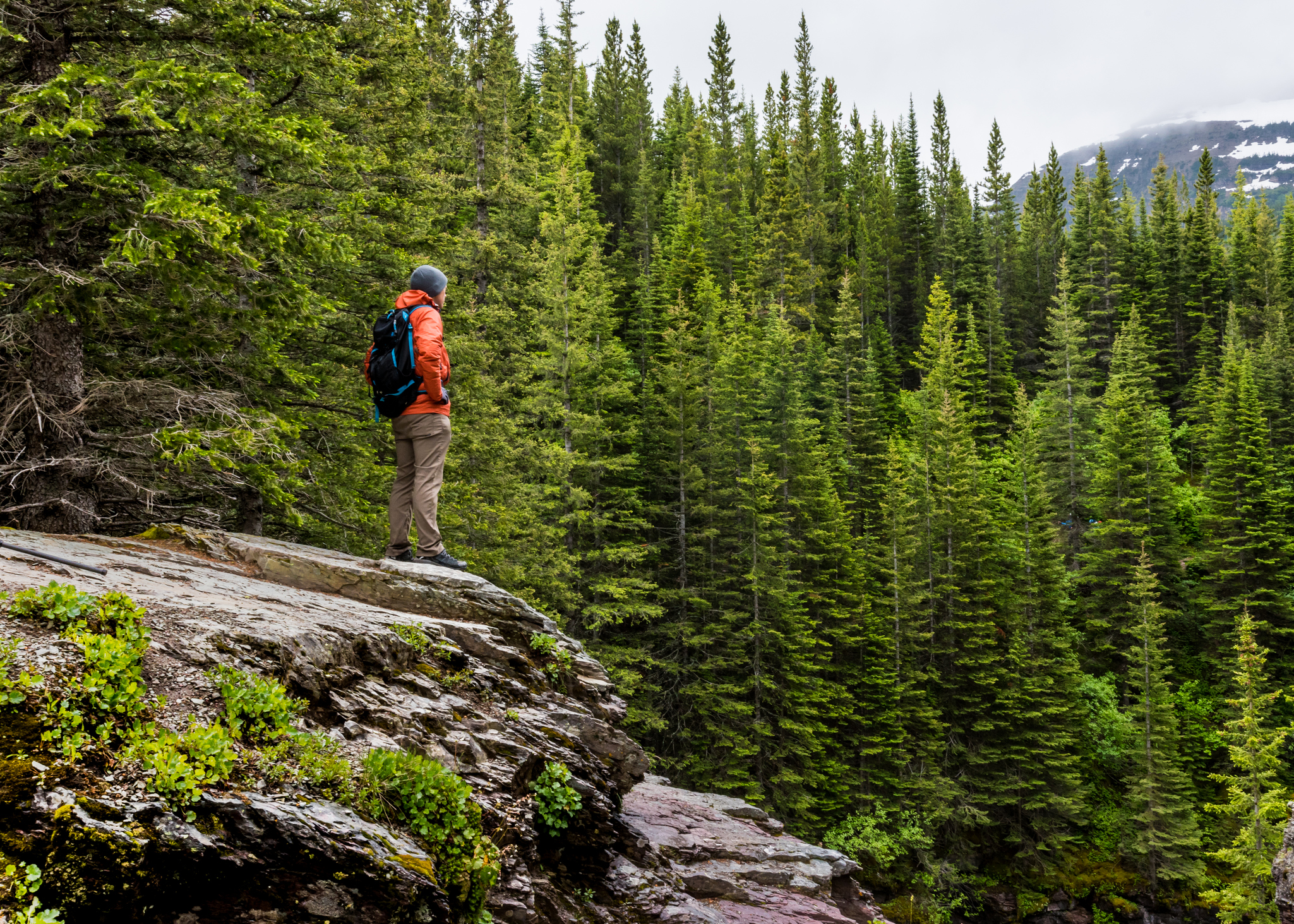 Man in Orange Coat Looks out over Pine Forest
