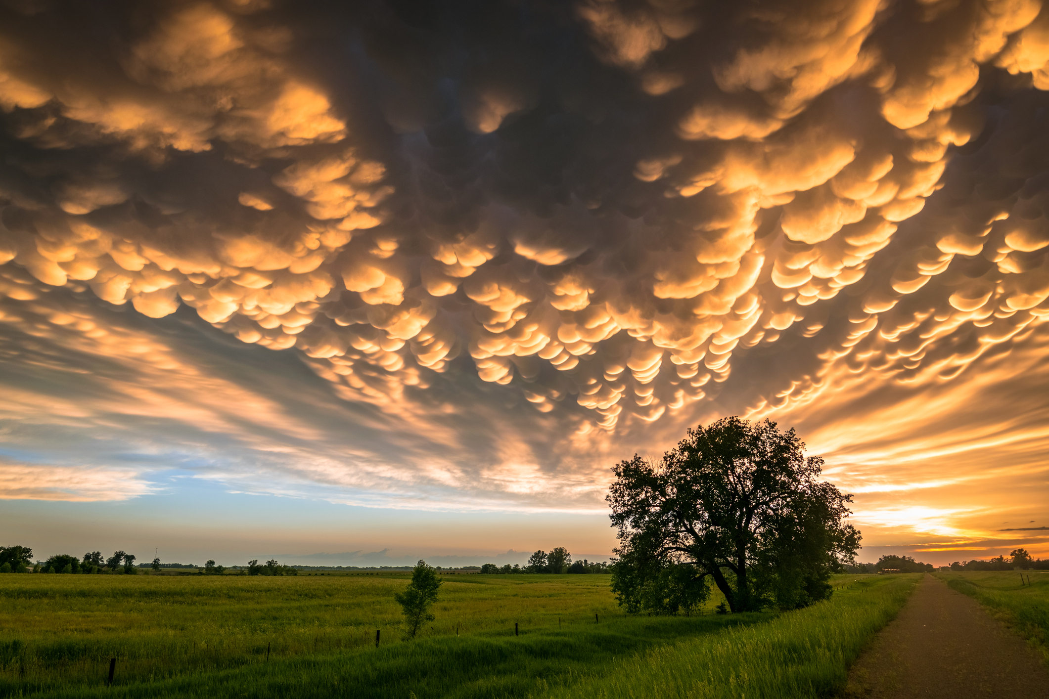 Lone tree below colorful mammatus clouds at the back of a severe thunderstorm