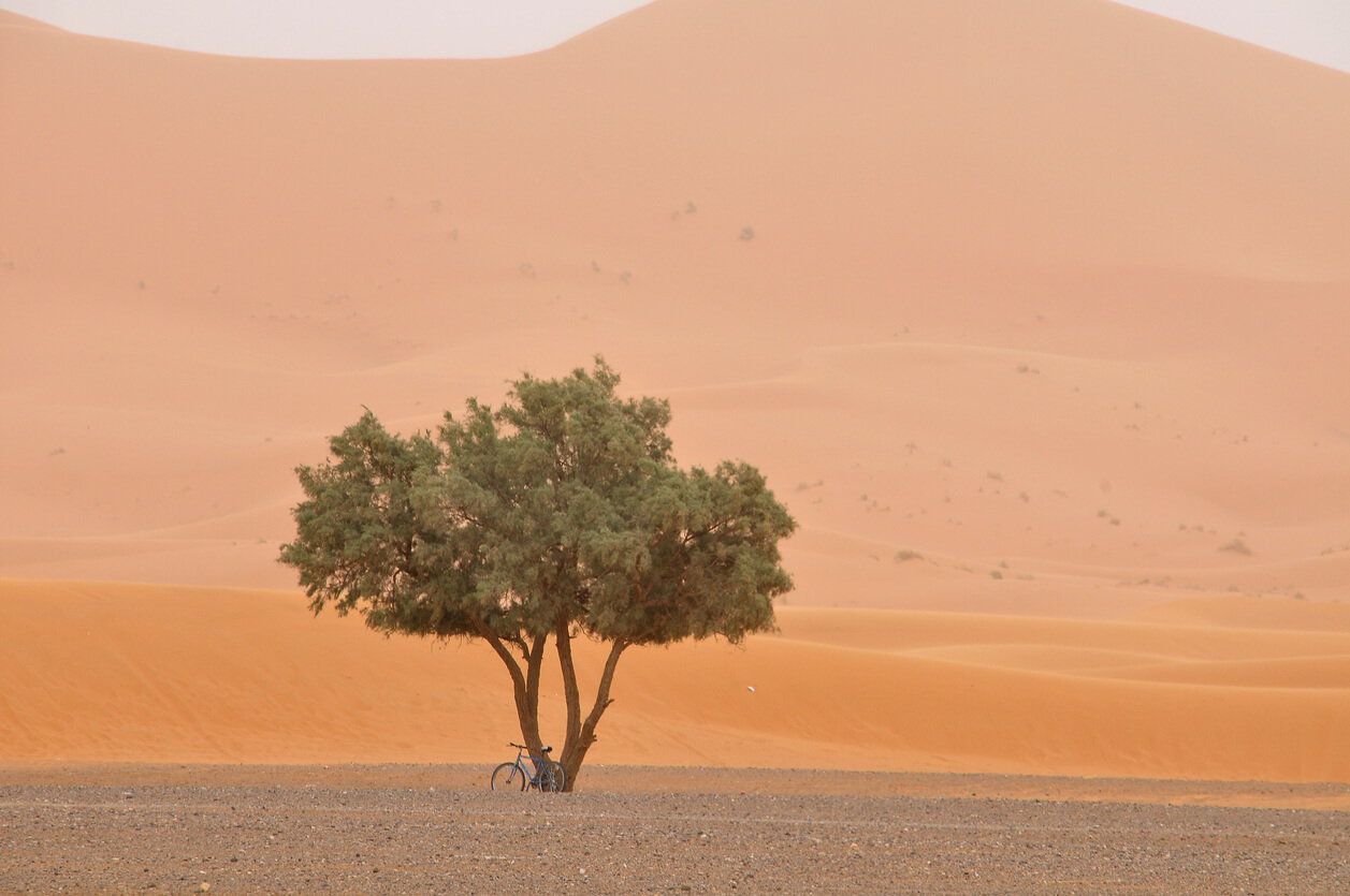 Tree in the desert
